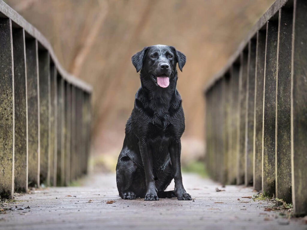 Steckbrief Labrador Retriever