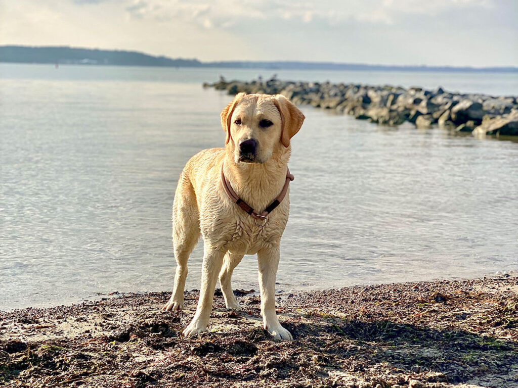 8 Tipps für den Urlaub an der Ostsee mit Hund