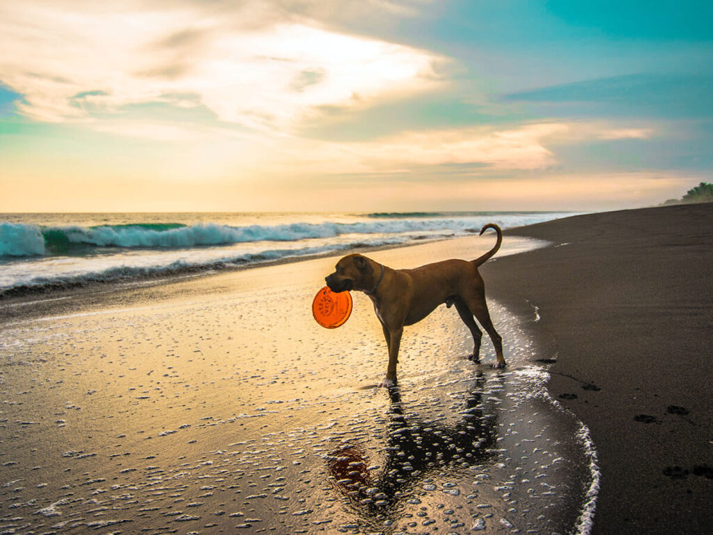 Die perfekte Leine für den Strand