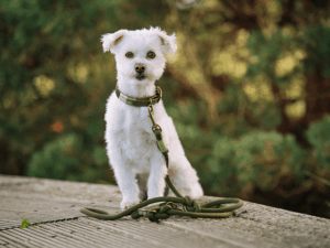 Handgemachtes geknüpftes Halsband und Leine (Modell Heiligenhafen) aus Biothane in oliv mit Verschlüssen aus antikem Messing von LUI Dogstuff