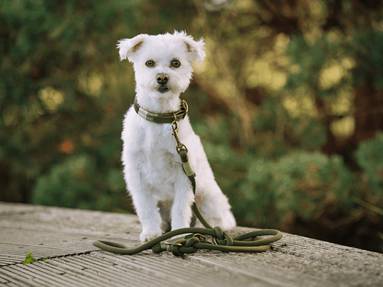 Handgemachtes geknüpftes Halsband und Leine (Modell Heiligenhafen) aus Biothane in oliv mit Verschlüssen aus antikem Messing von LUI Dogstuff