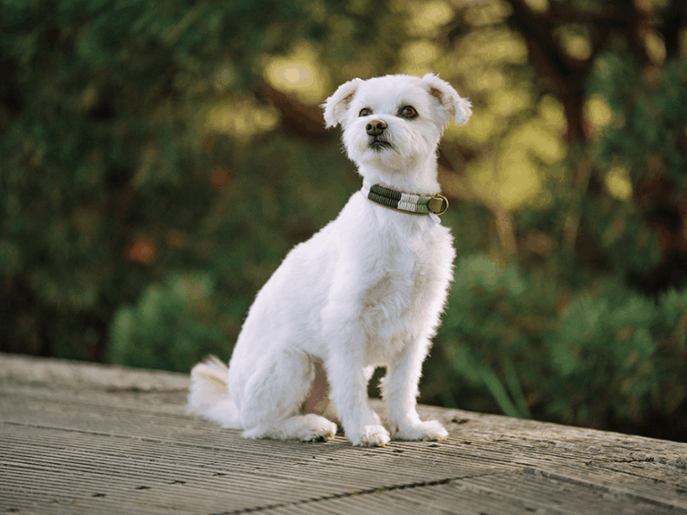 Handgemachtes geknüpftes Halsband (Modell Heiligenhafen) aus Biothane in oliv mit Schnalle aus antikem Messing von LUI Dogstuff