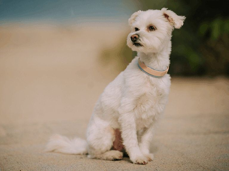 Handgemachtes zweilagiges Halsband (Modell Timmendorfer Strand) Biothane in creme und hellblau von LUI Dogstuff