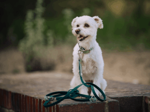 Handgemachtes zweilagiges Halsband und Leine (Modell Timmendorfer Strand) Biothane in dunkelgrün von LUI Dogstuff