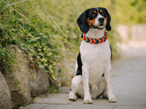 Handgemachtes geflochtenes Halsband (Modell Haffkrug) aus Biothane in rot und grรผn von LUI Dogstuff