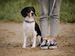 Handgemachte Leine mit Jagdhaken (Modell Kühlungsborn) aus Biothane und Tau in flieder und lila von LUI Dogstuff