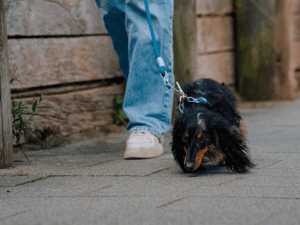 Handgemachte Leine mit Jagdhaken (Modell Rügen) aus Tau in blau von LUI Dogstuff