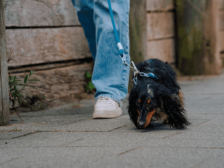 Handgemachte Leine mit Jagdhaken (Modell Rügen) aus Tau in blau von LUI Dogstuff