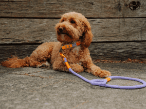 Handgemachte Leine mit Jagdhaken (Modell Scharbeutz) aus Tau und Biothane in flieder und orange von LUI Dogstuff