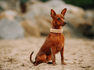 Handgemachtes geknotetes Halsband (Modell Oldenburg) aus Biothane in khaki und creme von LUI Dogstuff