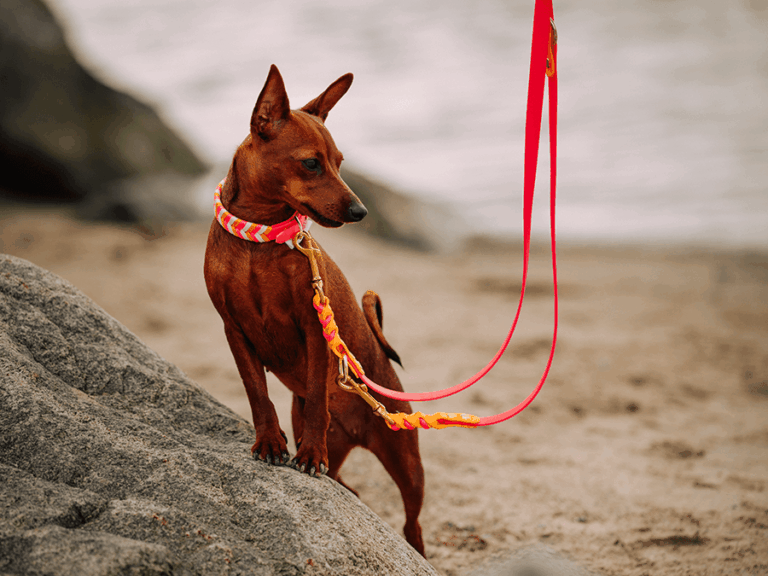 Handgemachtes Halsband und Leine (Modell Travemünde) aus Biothane in orange und pink von LUI Dogstuff