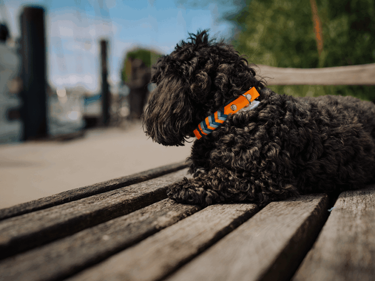 Handgemachtes Halsband in Fischgrätenmuster (Modell Grömitz) aus Biothane in orange und blau von LUI Dogstuff