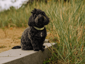 Handgemachtes geknüpftes Halsband (Modell Heiligenhafen) aus Biothane in grün und gelb von LUI Dogstuff