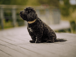 Handgemachtes geknotetes Halsband (Modell Oldenburg) aus Biothane in grün mit Tau in creme von LUI Dogstuff