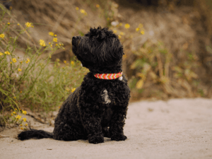 Handgemachtes Halsband in Fischgräte (Modell Travemünde) aus Biothane in pink an schwarzem Hund von LUI Dogstuff