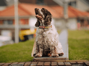 Handgemachte Retrieverleine (Modell Grömitz) aus Biothane in oliv, grün und rot von LUI Dogstuff