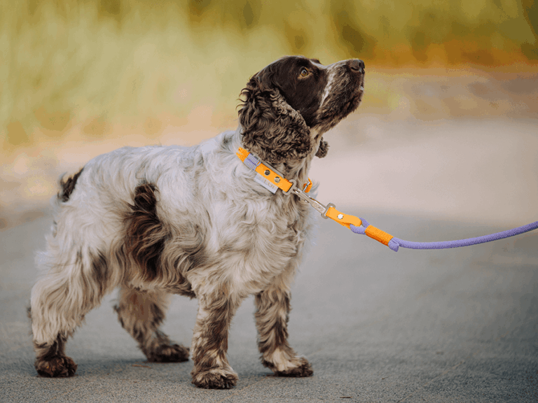 Handgemachte Leine mit Jagdhaken (Modell Scharbeutz) aus Biothane mit Tau in flieder und orange von LUI Dogstuff