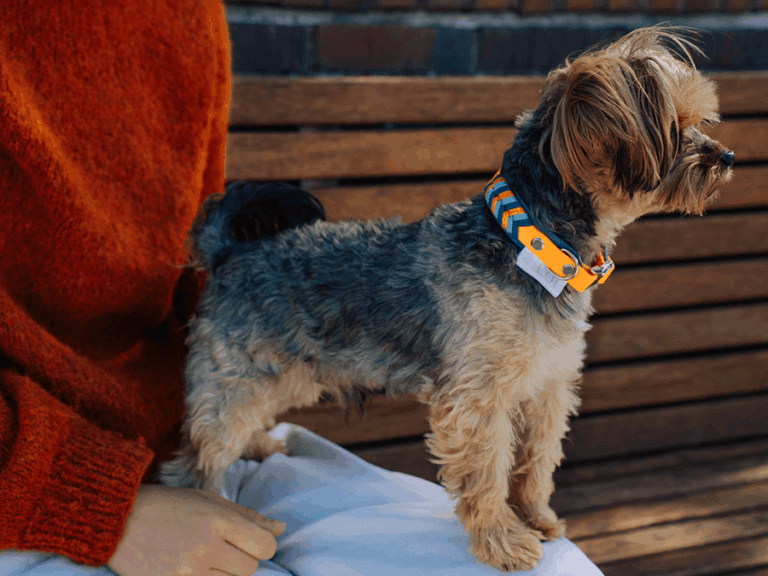 Handgemachtes Halsband in Fischgrätenmuster (Modell Grömitz) aus Biothane mit silberner Schnalle in orange und blau von LUI Dogstuff