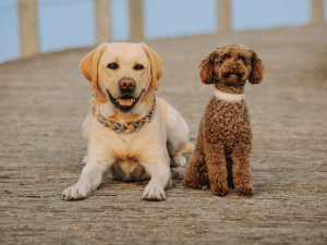 Handgemachte Halsbรคnder aus Biothane in creme und hellblau von LUI Dogstuff