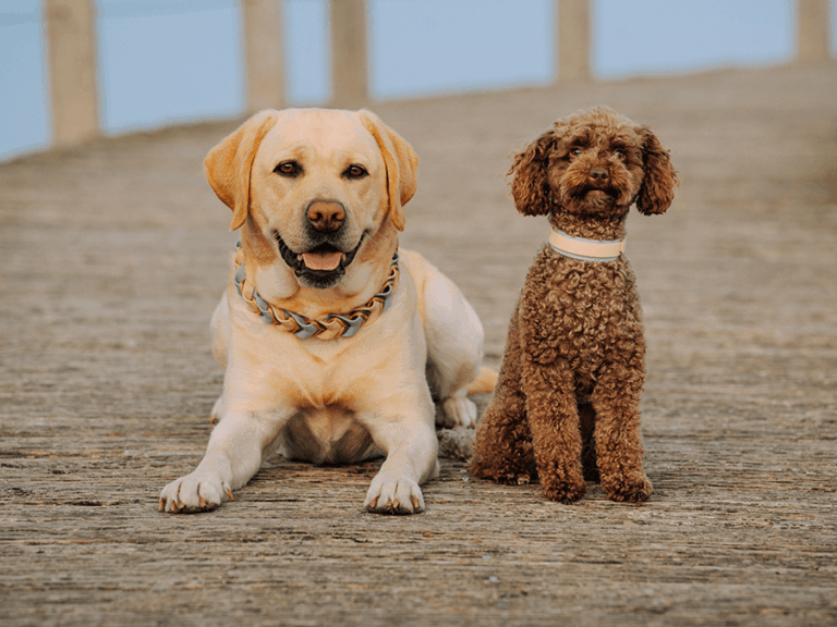 Handgemachte Halsbรคnder aus Biothane in creme und hellblau von LUI Dogstuff