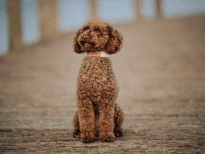 Handgemachtes geknüpftes Halsband (Modell Heiligenhafen) aus Biothane in weiß, blau und kupfer von LUI Dogstuff