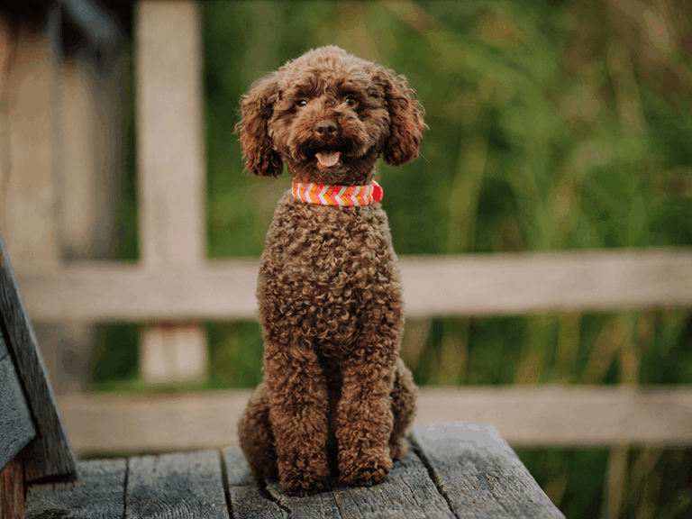 Handgemachtes Halsband in Fischgrätenmuster (Modell Travemünde) aus Biothane in pink, orange und weiß von LUI Dogstuff