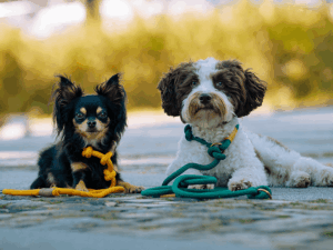 Handgemachte Retrieverleinen - Moxonleinen aus Tau von LUI Dogstuff