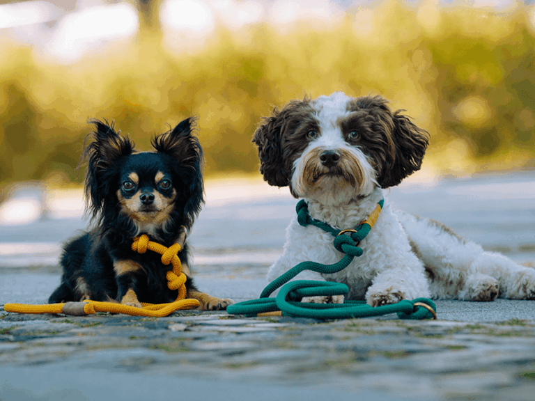 Handgemachte Retrieverleinen - Moxonleinen aus Tau von LUI Dogstuff