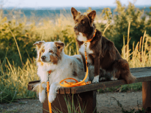 Handgemachte Biothane Halsbänder und Leinen in orange von LUI Dogstuff