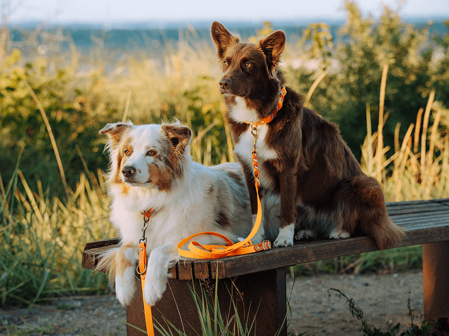 Handgemachte Biothane Halsbänder und Leinen in orange von LUI Dogstuff