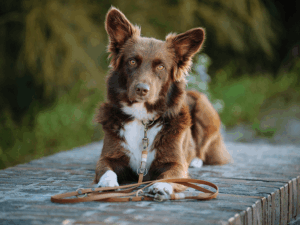 Handgemachte Leine (Modell Scharbeutz) aus Biothane mit Tau in braun von LUI Dogstuff