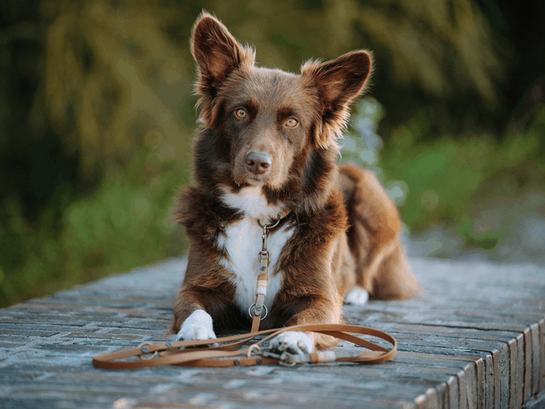 Handgemachte Leine (Modell Scharbeutz) aus Biothane mit Tau in braun von LUI Dogstuff