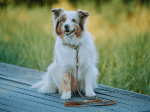 Handgemachtes Zugstopp-Halsband (Modell Hemmelsdorf) aus Tau mit Biothane-Leine von LUI Dogstuff