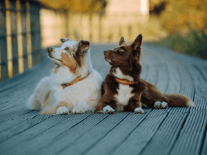 Handgemachte Zugstopp-Halsbänder (Modell Hemmelsdorf) aus Tau von LUI Dogstuff