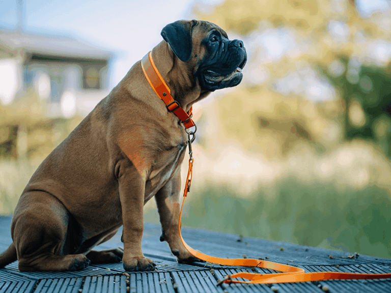 Handgemachte Leine und Halsband (Modell Timmendorfer Strand) aus Biothane in orange von LUI Dogstuff