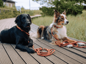 Handgemachtes Zugstopp-Halsband mit Leine (Modell Hemmelsdorf) aus Tau in kupfer von LUI Dogstuff