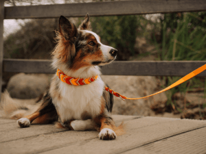 Handgemachte geflochtene Leine und Halsband (Modell Haffkrug) aus Biothane in orange von LUI Dogstuff