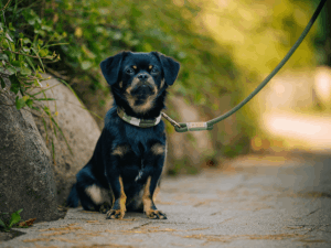 Handgemachtes Halsband (Modell Scharbeutz) aus Biothane mit Tauleine in grün von LUI Dogstuff
