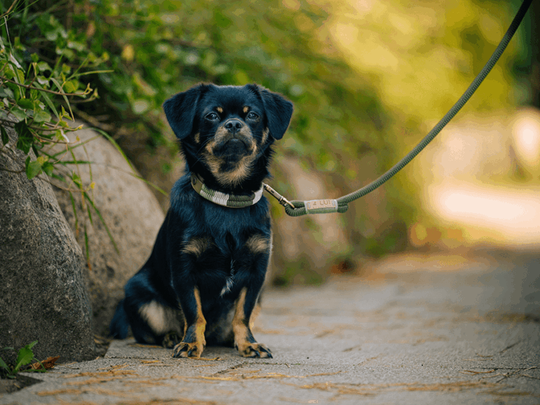Handgemachtes Halsband (Modell Scharbeutz) aus Biothane mit Tauleine in grün von LUI Dogstuff