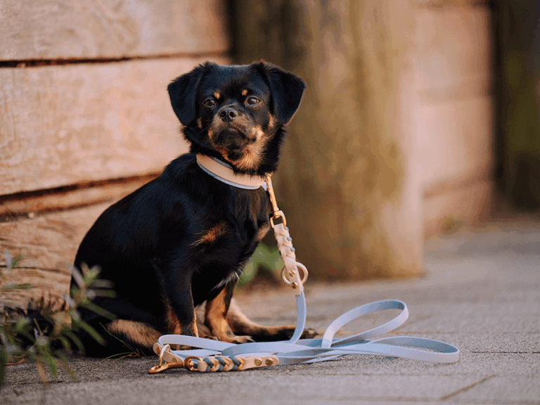 Handgemachte geflochtene Leine und Halsband (Modell Haffkrug) aus Biothane in hellblau von LUI Dogstuff