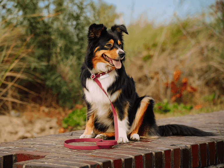 Handgemachte Retrieverleine (Modell Timmendorfer Strand) aus Biothane in lila von LUI Dogstuff