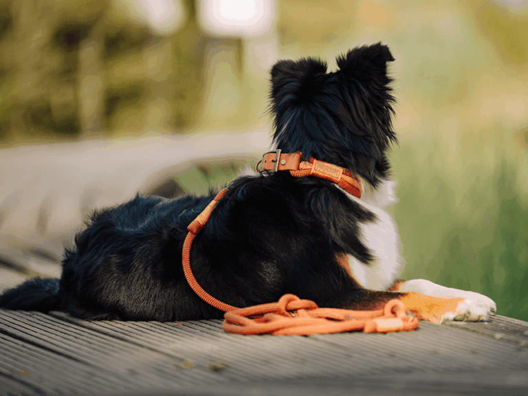 Handgemachtes Zugstopp-Halsband (Modell Hemmelsdorf) aus Tau mit Leine in kupfer von LUI Dogstuff