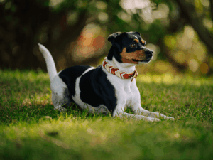 Handgemachtes geflochtenes Halsband mit Tau (Modell Haffkrug) aus Biothane in hellbraun und weiร von LUI Dogstuff