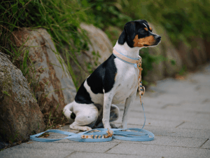 Handgemachtes geflochtenes Halsband mit Leine (Modell Haffkrug) aus Biothane in hellblau und goldenem Verschluss von LUI Dogstuff