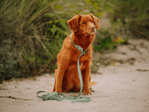 Handgemachte Retrieverleine (Modell Scharbeutz) aus Biothane in khaki und braun von LUI Dogstuff