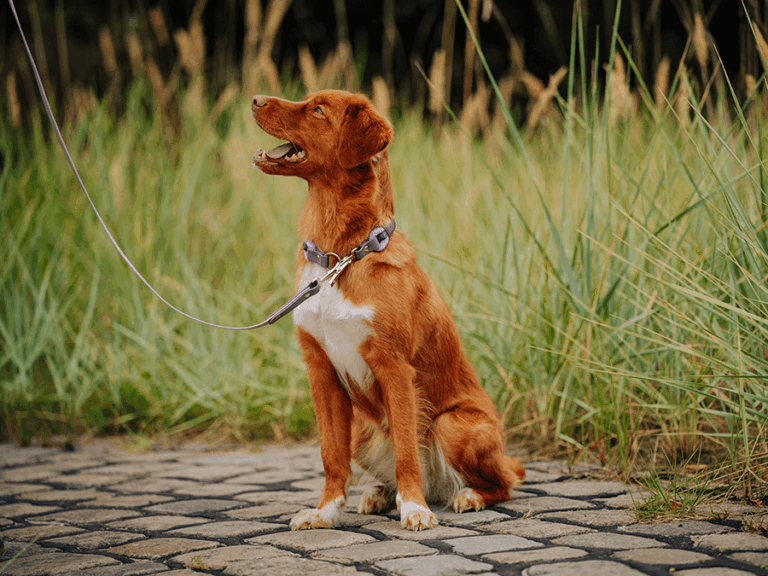 Handgemachte Leine mit Jagdhaken (Modell Kühlungsborn) aus Biothane mit Tau in flieder und lila von LUI Dogstuff