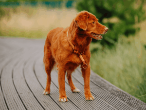 Handgemachtes Zugstopp-Halsband (Modell Hemmelsdorf) aus Tau in kupfer von LUI Dogstuff