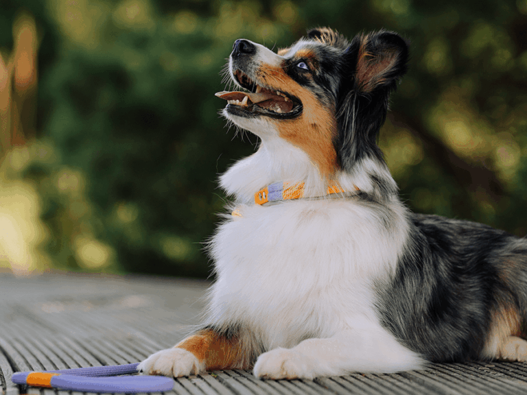Handgemachte Leine mit Jagdhaken (Modell Scharbeutz) aus Tau mit Biothane in flieder und orange von LUI Dogstuff