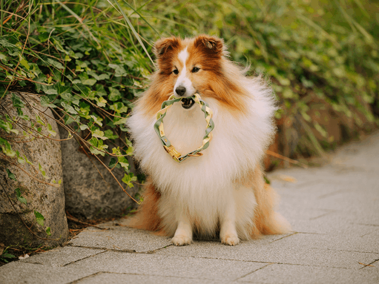 Handgemachtes geflochtenes Halsband (Modell Haffkrug) aus Biothane in gelb und grรผn von LUI Dogstuff