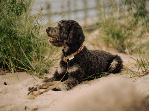 Handgemachte Moxonleine (Modell Grömitz) aus Biothane in khaki, rot und weiß von LUI Dogstuff